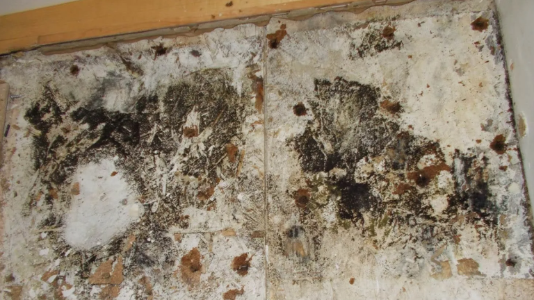 a black mold in a house