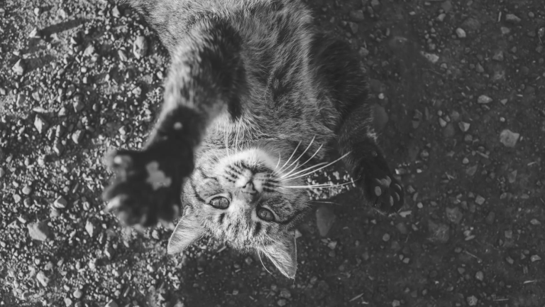 A cat lying on a street - hidden health hazards